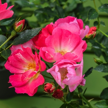 Rosa 'Meijocos' - Pink Drift®