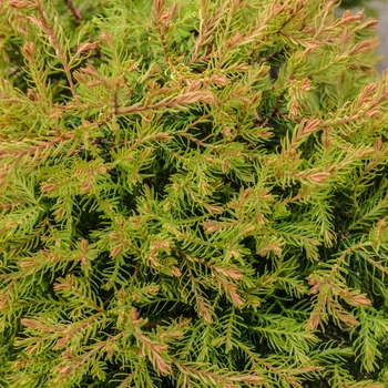 Thuja occidentalis 'Congabe' - Fire Chief™ Globe Arborvitae