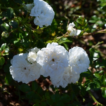 Rosa 'Icy Drift®' - Icy Drift® Shrub Rose