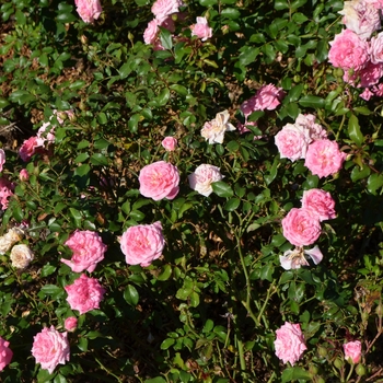 Rosa 'Meiswetdom' - 'Sweet Drift®' Rose