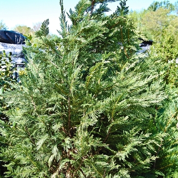 Cupressocyparis leylandii - Leyland Cypress