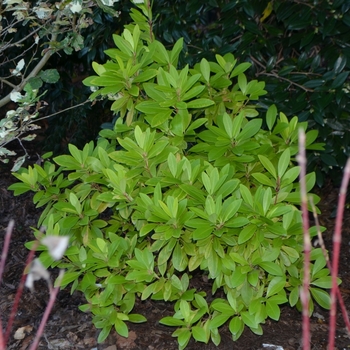 Illicium parviflorum 'Florida Sunshine' - Florida Anise