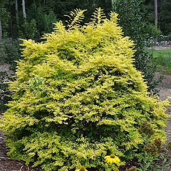 Ligustrum sinese 'Sunshine' - Sunshine Ligustrum