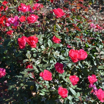 Rosa 'Knock Out Red' - Rose
