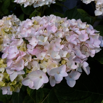 Hydrangea macrophylla 'Blushing Bride' - Endless Summer® Blushing Bride Hydrangea