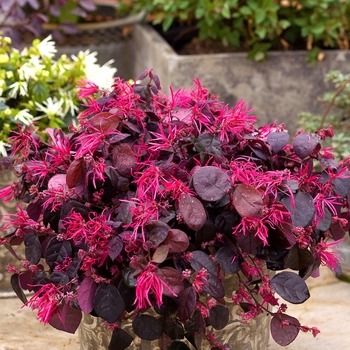 Loropetalum chinense 'Jazz Hands® Bold' - Chinese Fringe-Flower