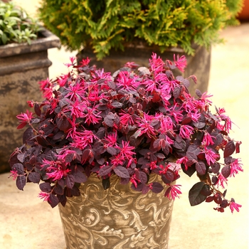 Loropetalum chinense 'Jazz Hands® Dwarf Pink' - Chinese Fringe-Flower