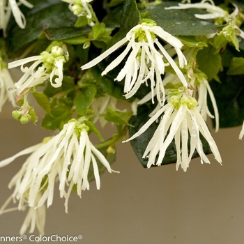 Loropetalum chinense 'Jazz Hands® Dwarf White' - Chinese Fringe-Flower