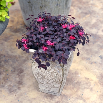 Loropetalum chinense 'Jazz Hands® Mini' - Chinese Fringe-Flower