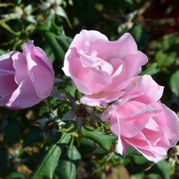 Rosa 'RADYOD' - Blushing Knock Out® Rose