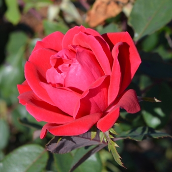 Rosa 'Double Knock Out®' - Double Knock Out® Rose
