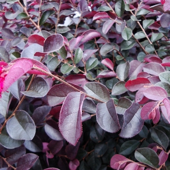 Loropetalum chinense 'Dark Fire' - Chinese Fringe-flower