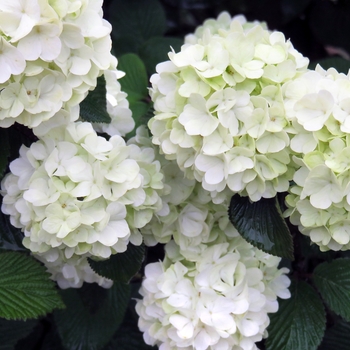 Viburnum plicatum PIIVIB-II - Opening Day™ Doublefile Viburnum 