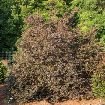 Loropetalum chinense var.rubrum PIILC-II - Sparkling Sangria™ Fringe Flower 