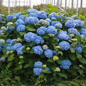 Hydrangea macrophylla 'Bailmer' - Endless Summer® Hydrangea