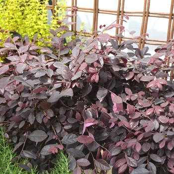 Loropetalum chinense 'Purple Diamond' - Loropetalum