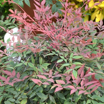 Nandina domestica '‘Seika’' - Obsession Nandina 