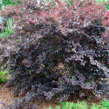 Loropetalum chinense 'Ever Red' - Fringe