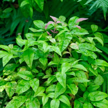 Nandina domestica 'Blush Pink' - Blush Pink Nandina