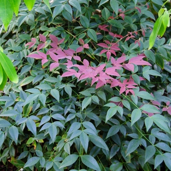 Nandina domestica 'Murasaki' - Heavenly Bamboo