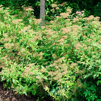 Spiraea japonica 'Shirobana' - Shirobana Spirea