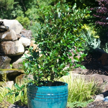 Ligustrum japonicus 'Recurvifolium' - Recurve Ligustrum