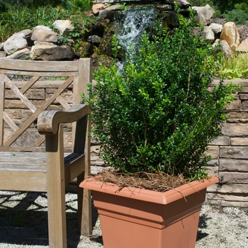 Buxus microphylla var japonica 'Baby Gem' - Boxwood