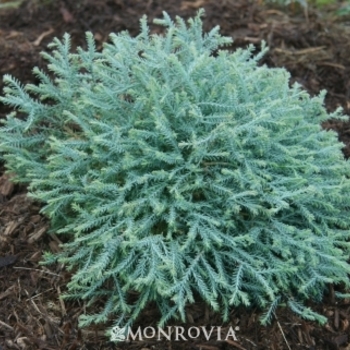 Thuja occidentalis 'Pancake' - Pancake Thuja