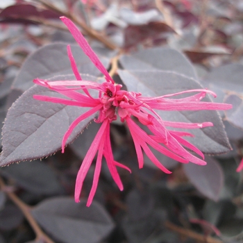 Loropetalum chinense 'Garnet Fire' - Garnet Fire Loropetalum