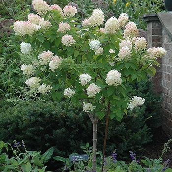  Hydrangea paniculata 'Limelight' - Limelight Hydrangea