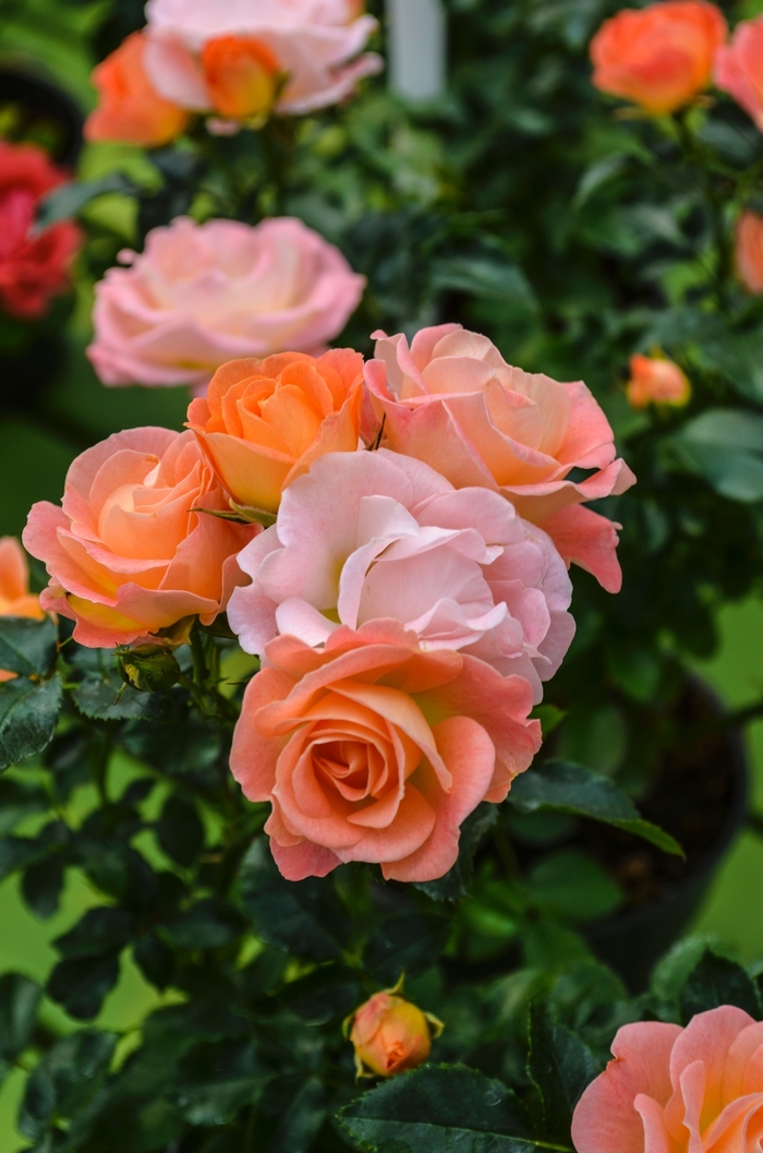 Peach Drift&reg; - Rosa 'Meiggili' from Hackney Nursery