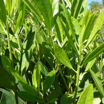 Yellow Anise Tree