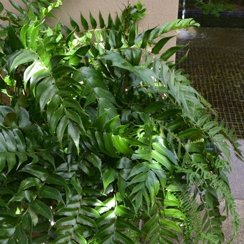 Holly Fern