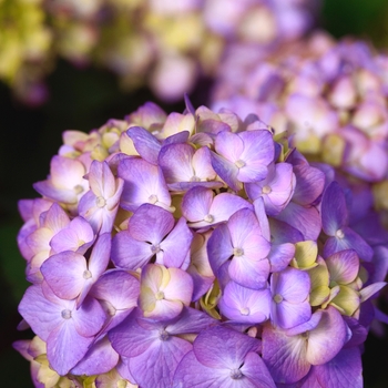 Bigleaf Hydrangea 