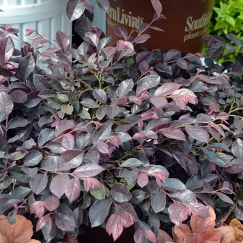 Loropetalum 'Purple Daydream'