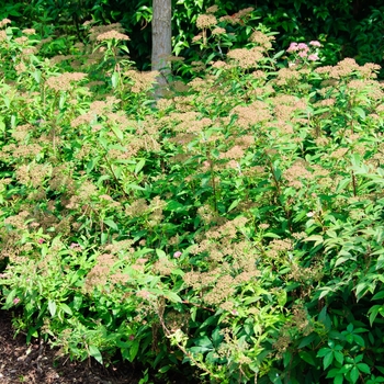 Shirobana Spirea