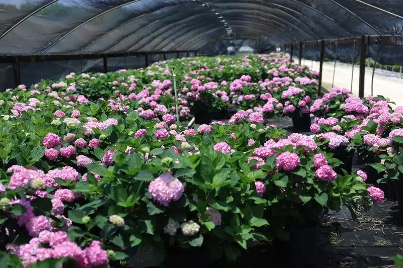 ReliableBloomsAllSeasonLong