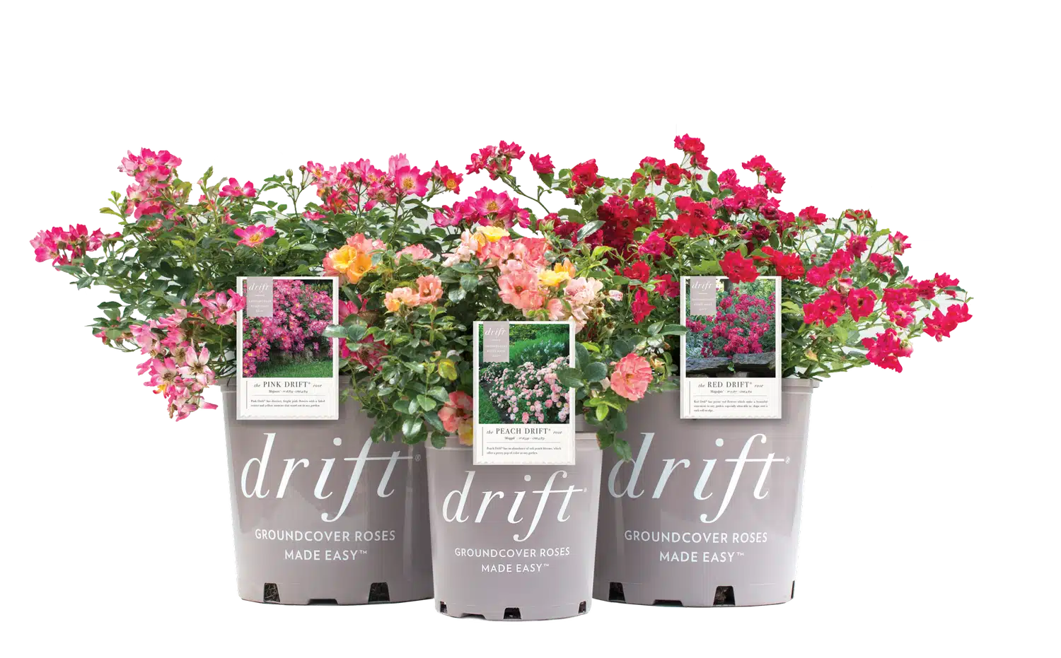 drift rroses