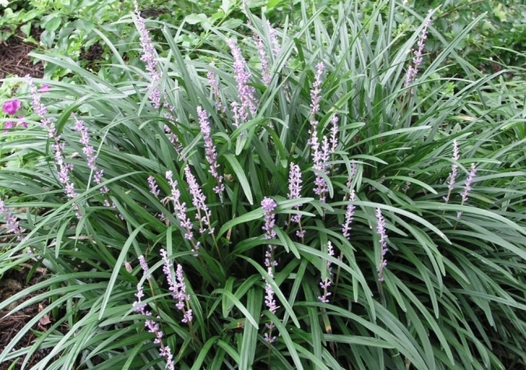 ornamental grasses