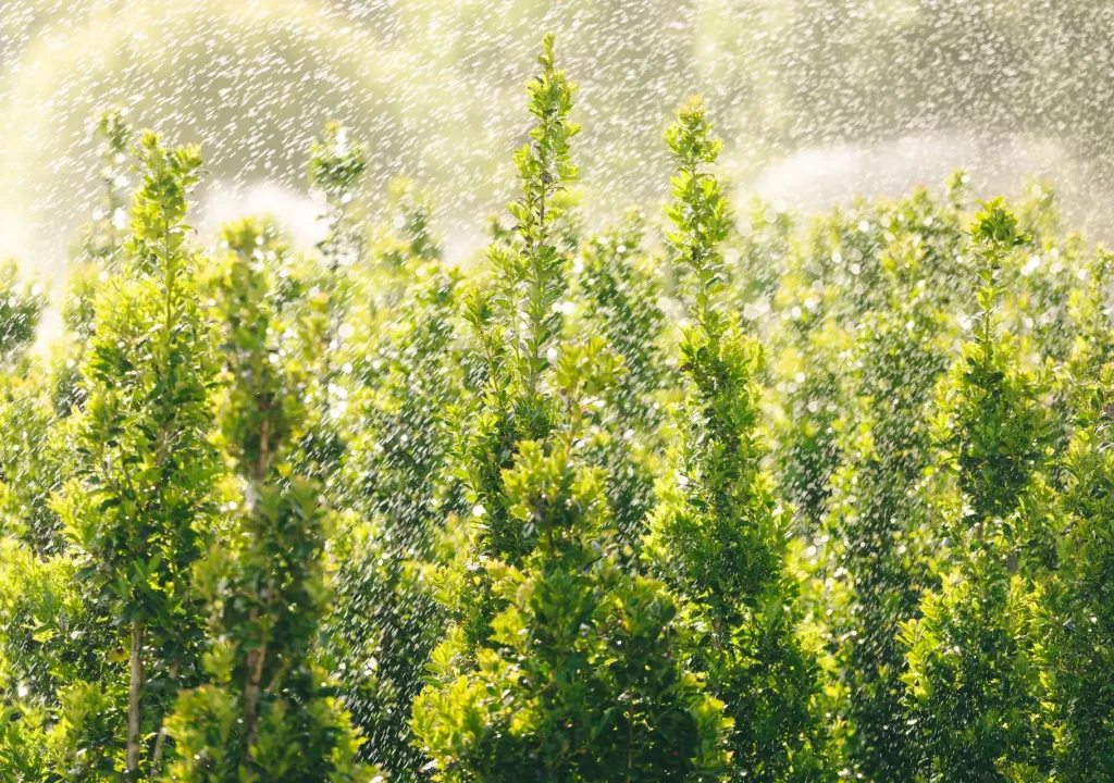 shrubs trees