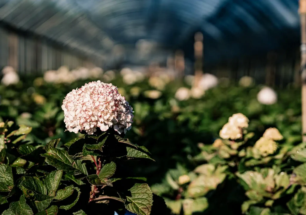 wholesale perennials