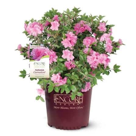 encore azalea brand