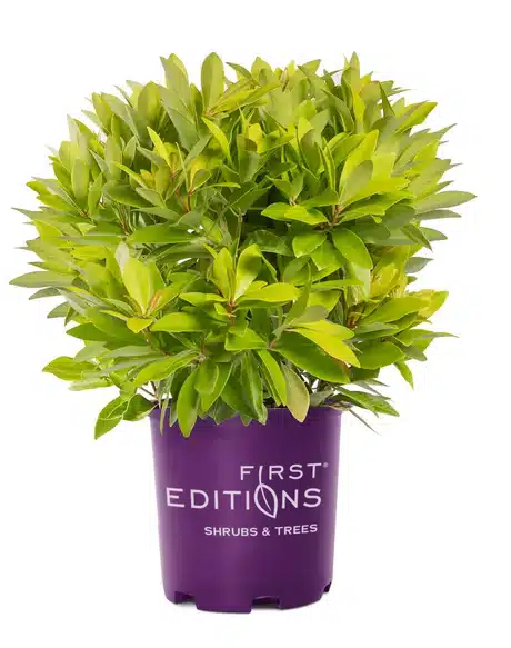 illicium banaappeal small anise tree