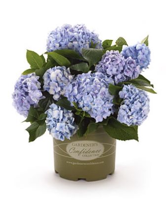 minipenny hydrangea potshots 336 407 80 c1 l t