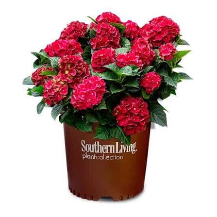 southern living